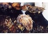 Photo of Shaggy Mouse - Aeolidia sp.